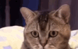 우리 냥이 표정 왜그래?ㅋㅋㅋ뭘 봤어요?