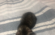 후추는 고양이 4