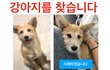 (경북 영천/하양/경산) 강아지를 찾습니다.