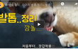 발톱자르다 물려보신분..