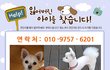 남양주시 금남리에서 강아지를 잃어버렷습니다.