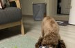 강아지들 일상사진 (헐크와둥이)