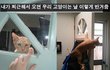 그저 고양이가 고양이 했을 뿐