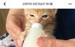 [입양홍보] 페북스타 '송로캣'을 아시나요?