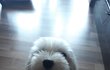 본인 멍냥이 인생샷 있어?