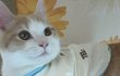 나는 열한살 할배 고양이 싼쵸옹 5