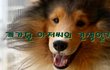 개가된아저씨(개아)의 견생일기 시작합니다.