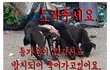 이 아이들 살려줄수 있도록 해줄수 있나요..?