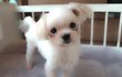 도담/말티즈/남아(중성화완료)/1살/1.2kg *흰색털이 인형같은 아이