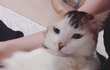 [야옹이] 당신이 버려서 다행인 고양이