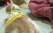 나는 열한살 할배 고양이 싼쵸옹 16