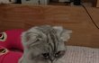 울 고양이 앉아 있는거 어땡