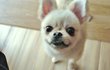 공주/포메라이언/여아/2살/2kg *사람과 함께 하고싶은 아이
