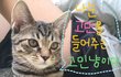 고민냥!