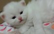 나는 열한살 할배 고양이 싼쵸옹 19