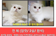 서울 은평구에서 잃어버린 고양이를 찾고있습니다