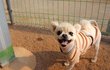 공주/포메라이언/여아/2살/2kg *사람과 함께 하고싶은 아이