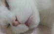 나는 열한살 할배 고양이 싼쵸옹 22
