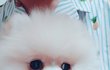 [댕댕이] 구름이의 성장과정 1편