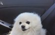 강아지랑 고양이 같이키우는것 어떻게생각하세요?