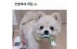 비싼 개껌