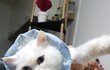 동영상추가) 나는 열한살 할배 고양이 싼쵸옹 26
