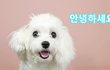 간식이랑 밥사먹으려고  유튜브 시작한 강아지 구름이