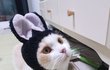 나는 열한살 할배 고양이 싼쵸옹 27