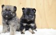 폼피츠 ( 블랙탄 / 세이블 ) 분양해용