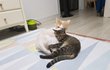 나는 열한살 할배 고양이 싼쵸옹 31