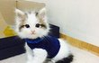 따듯한 거 최고로 좋은 포근 냥이