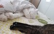나는 열한살 할배 고양이 싼쵸옹 35