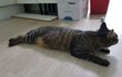 나는 열한살 할배 고양이 싼쵸옹 38