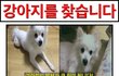 강아지를 찾습니다(평택)
