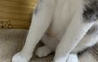 뱃살 잇는거에요?