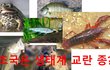 [정치내전006] 조국! 조국가족! 황소개구리! 블루길! 베스! 뉴트리아! 미국붉은가재는 생태계 교란종???