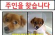 고양시에서 남아 주인을 찾습니다.