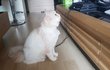 [별이모찌맘맘-8탄] 고양이백혈병 - 모찌근황