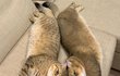 '코뽀뽀' 안 하고 못 배길 냥이