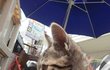 길냥이 갈곳이 없어ㅠ 경기도권 사시분들 한번 봐주세요