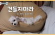 우리집 댕댕이 새벽에 깨웠더니....