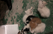 (사진추가) 생후 1개월남짓 삼색 길냥이 엄마 아빠 찾아요!