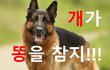 [정치내전022] 문재인 대통령! 개가 똥을 참지!