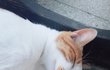 학교 앞 고앵이