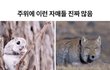 ++짤추))자매 공감 짤