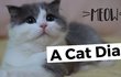 고양이 종 좀 알려주세요~!!!