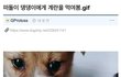 떠돌이 강아지에게 계란을 먹여봤다