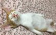 똥꼬발랄 750g 캣초딩 모모