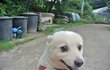 만복/스피츠/여아/4살/5kg  *웃는모습이 매력적인 만복이