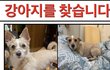 문래동에서 잃어버린 강아지를 찾습니다.